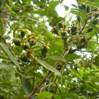 <i>Psidium guineense</i>  Sw.